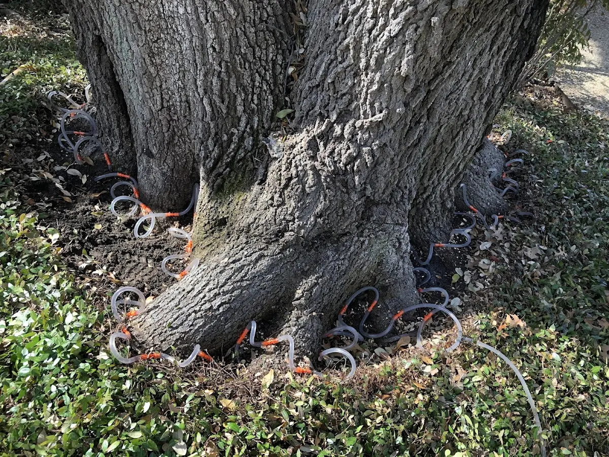 Detailed Tree Cabling and Bracing job site in Rupert