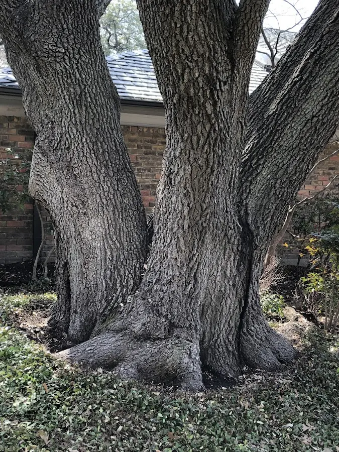 Mature heritage tree close to a Rupert property cared for by certified arborists